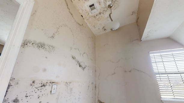 Best Flood Damage  in Sands Point, NY